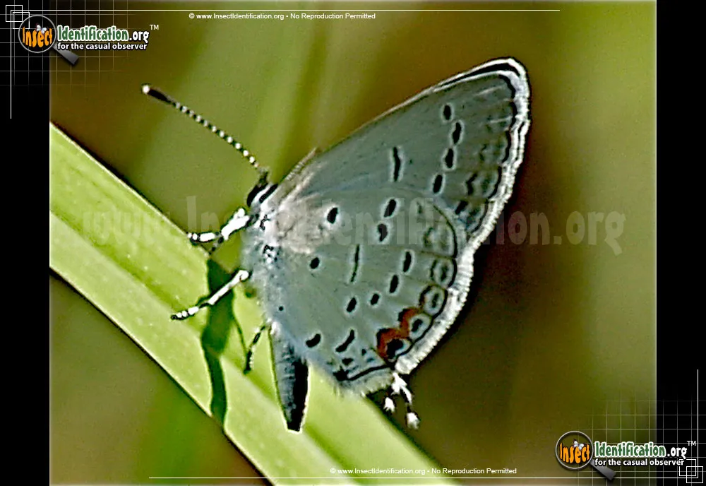 Eastern-tailed Blue Butterfly - photo 7
