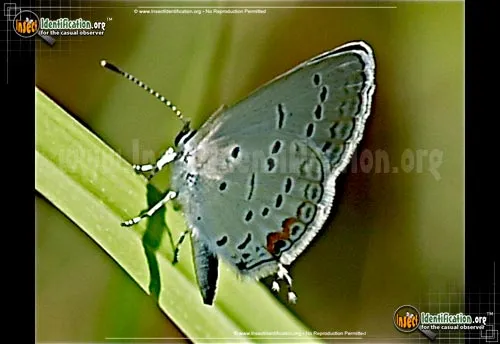 Eastern-tailed Blue Butterfly - photo 8