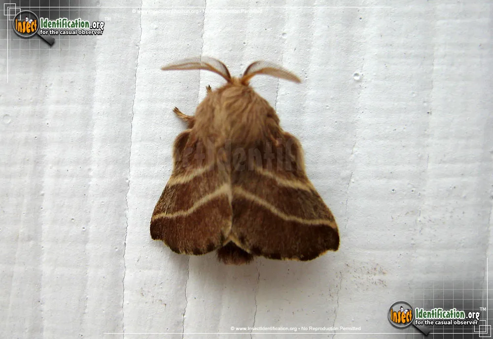 Eastern Tent Caterpillar Moth