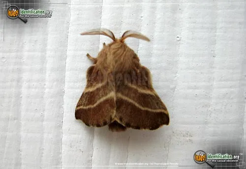 Eastern Tent Caterpillar Moth - photo 2