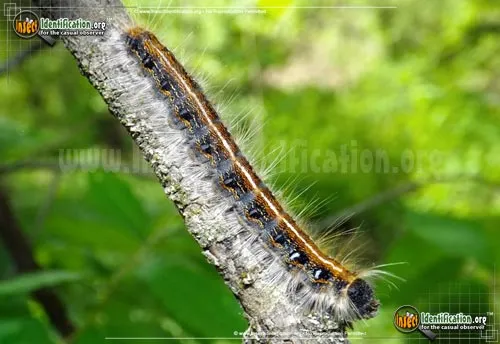 Eastern Tent Caterpillar Moth - photo 4