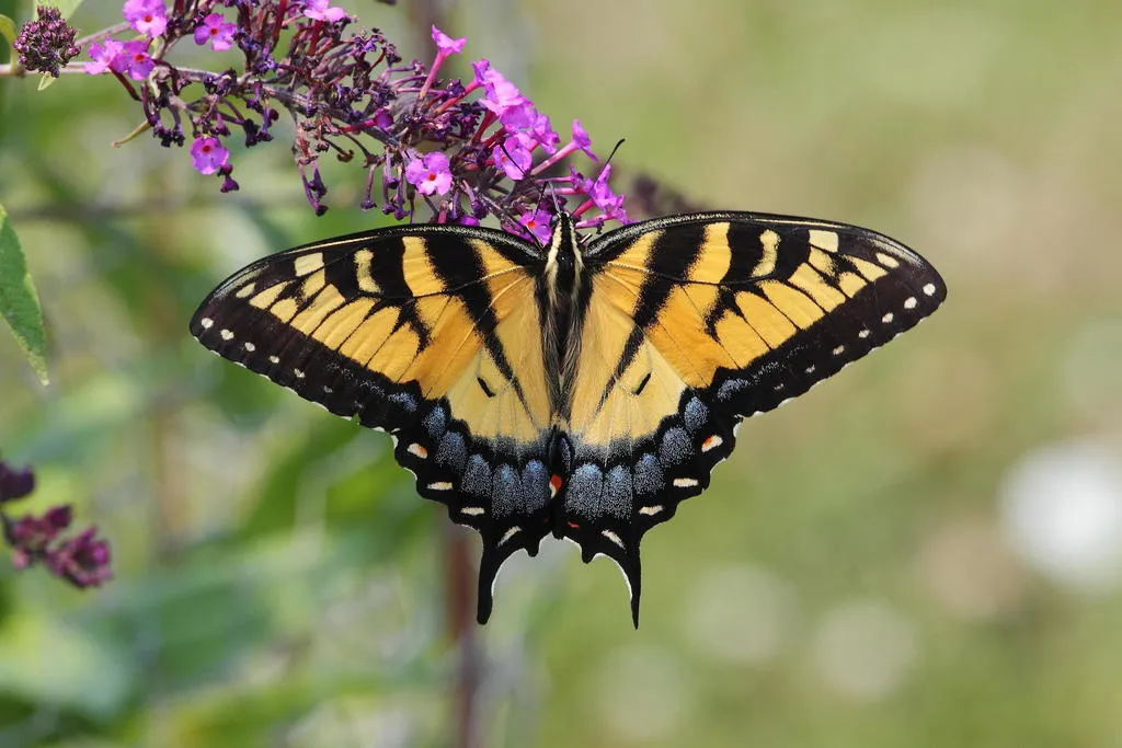 Eastern Tiger Swallowtail - photo 3