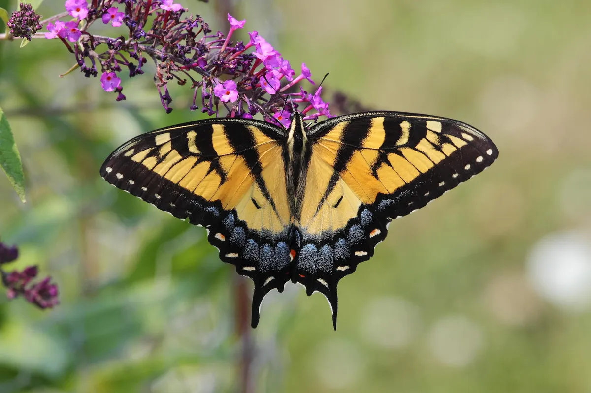 Eastern Tiger Swallowtail - photo 4