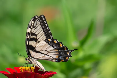Eastern Tiger Swallowtail - photo 5