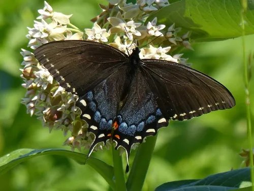 Eastern Tiger Swallowtail - photo 6