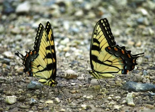 Eastern Tiger Swallowtail - photo 7