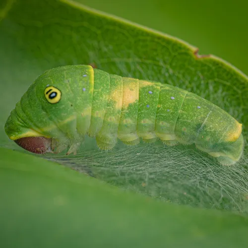 Eastern Tiger Swallowtail - photo 8