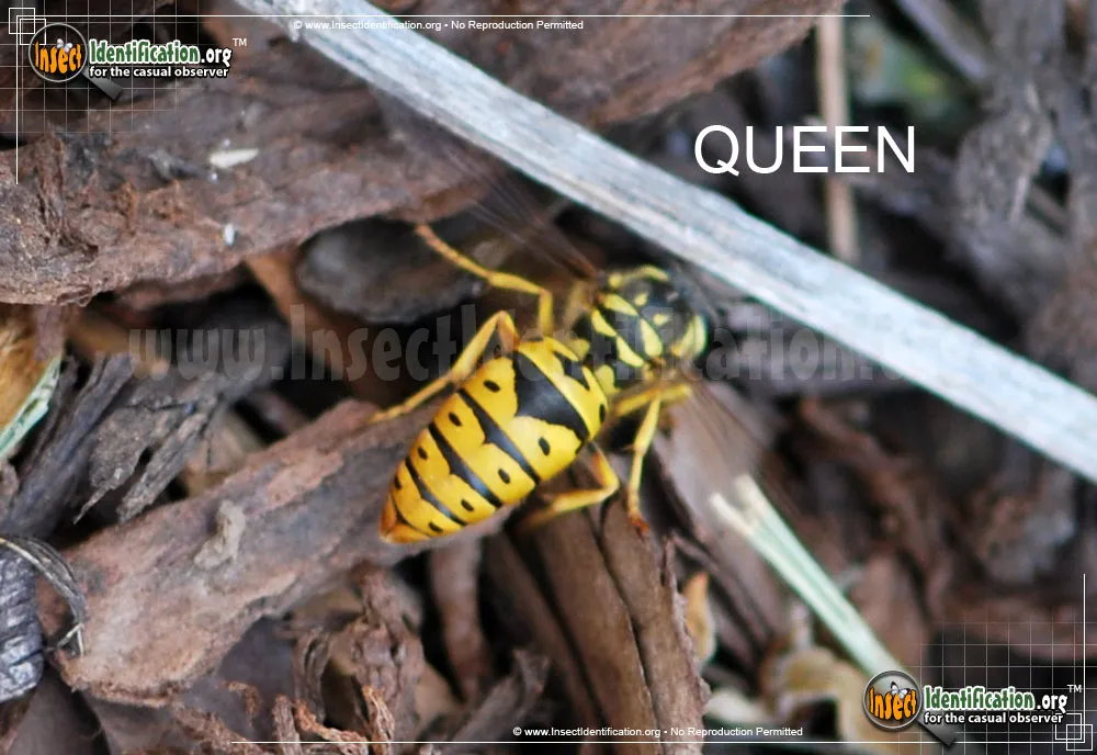 Eastern Yellowjacket - photo 8