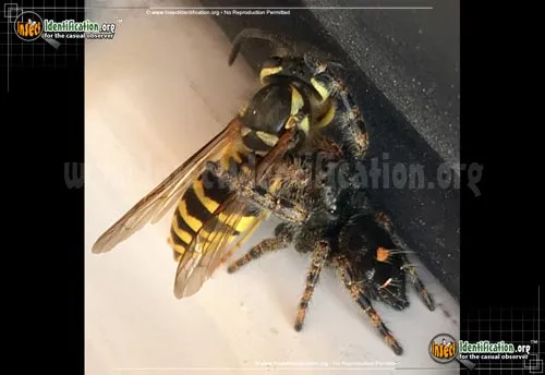 Eastern Yellowjacket - photo 2