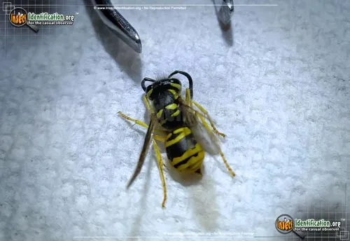 Eastern Yellowjacket - photo 3
