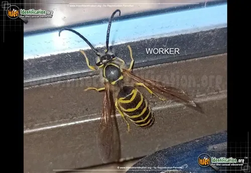 Eastern Yellowjacket - photo 4