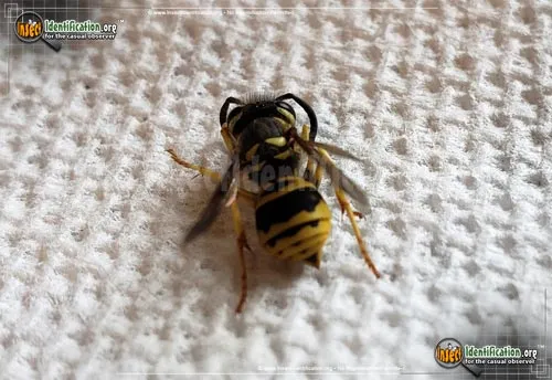 Eastern Yellowjacket - photo 6