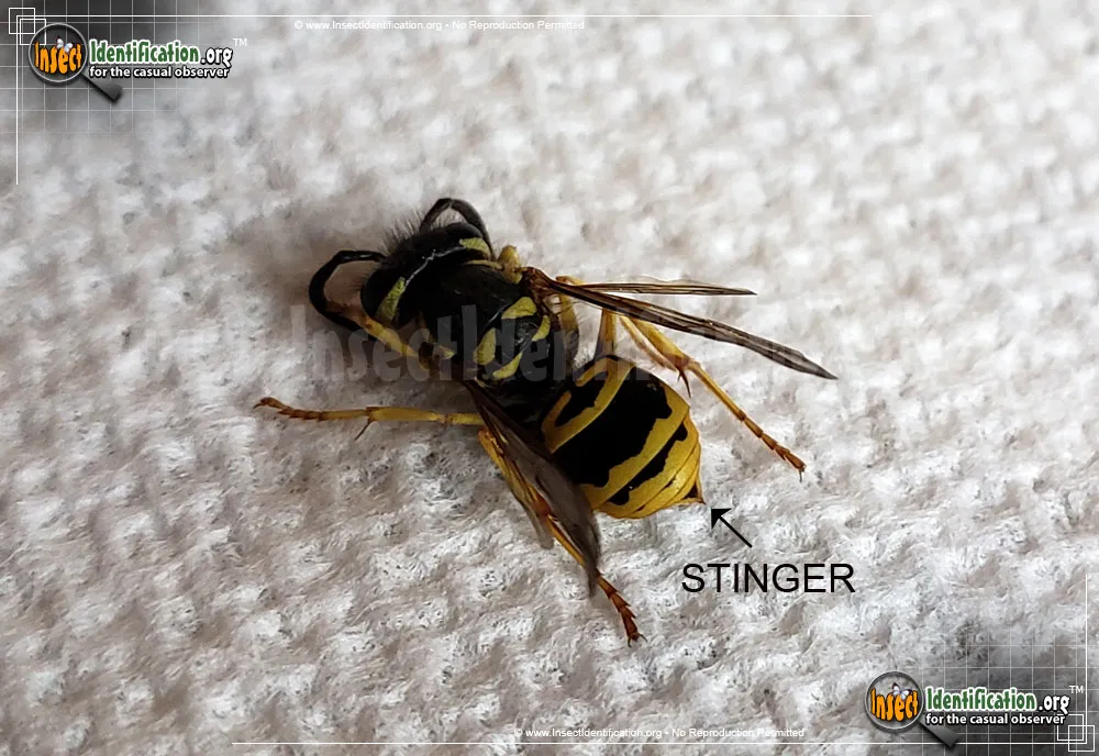 Eastern Yellowjacket - photo 7