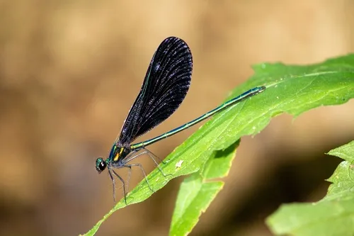 Ebony Jewelwing