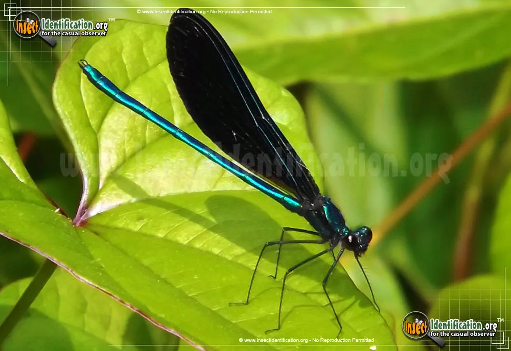 Ebony Jewelwing - photo 3