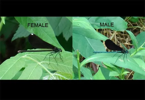 Ebony Jewelwing - photo 4