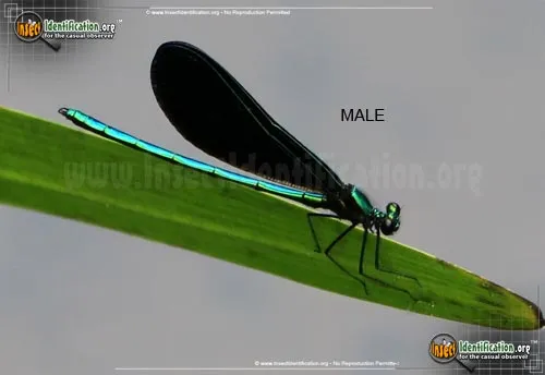 Ebony Jewelwing - photo 6