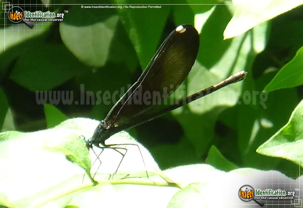 Ebony Jewelwing - photo 7
