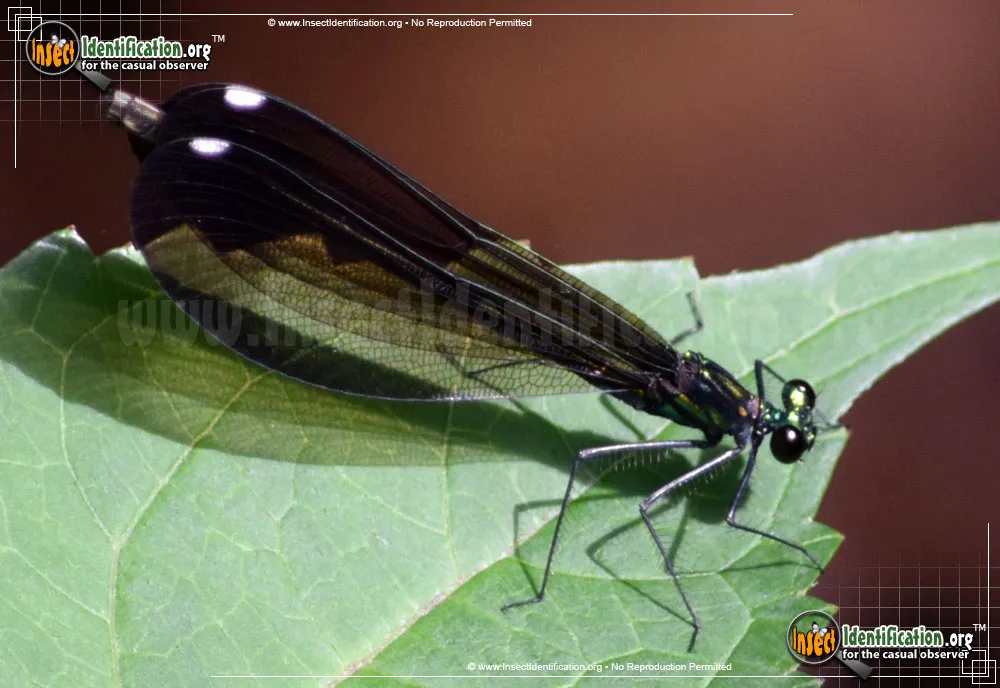 Ebony Jewelwing - photo 8