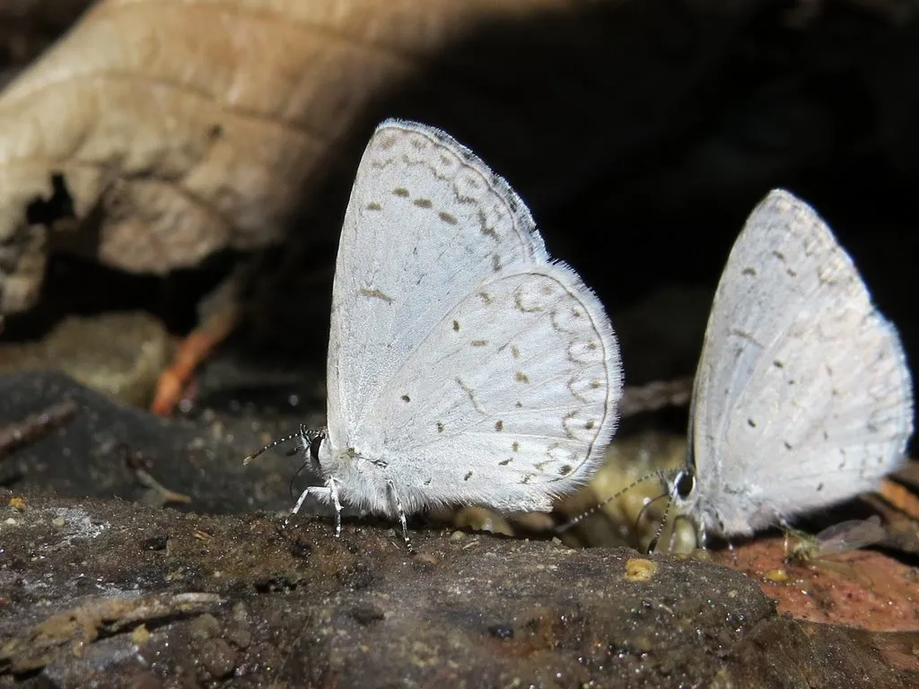 Echo Azure Butterfly - photo 2