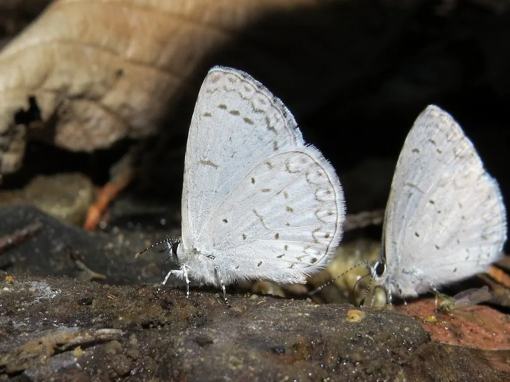 Echo Azure Butterfly - photo 3