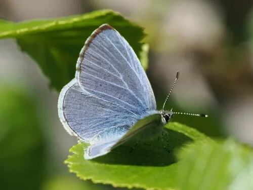 Echo Azure Butterfly - photo 4