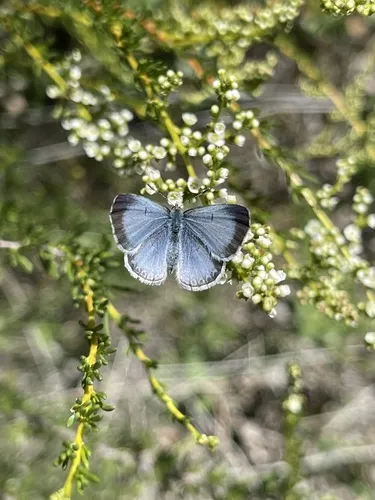 Echo Azure Butterfly - photo 5