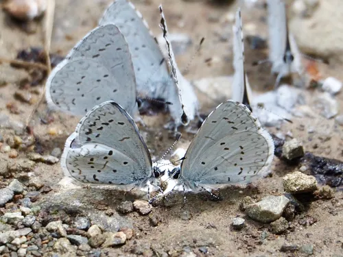 Echo Azure Butterfly - photo 6