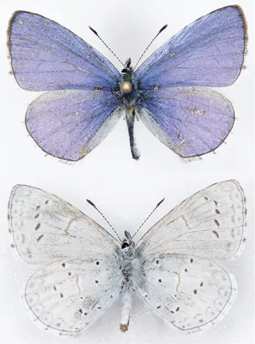 Echo Azure Butterfly - photo 8