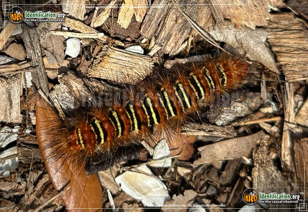 Echo Moth - Seirarctia echo