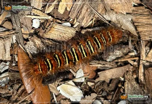 Echo Moth - photo 2