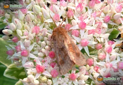 Edwards Glassy Wing - photo 2