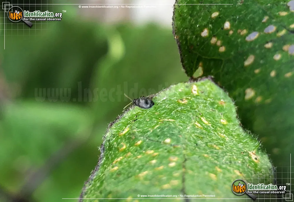 Eggplant Flea Beetle