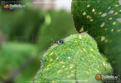 Eggplant Flea Beetle - photo 2