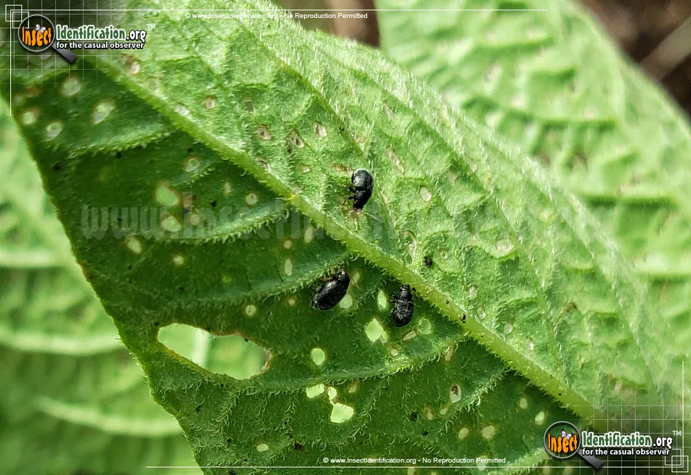 Eggplant Flea Beetle - photo 3