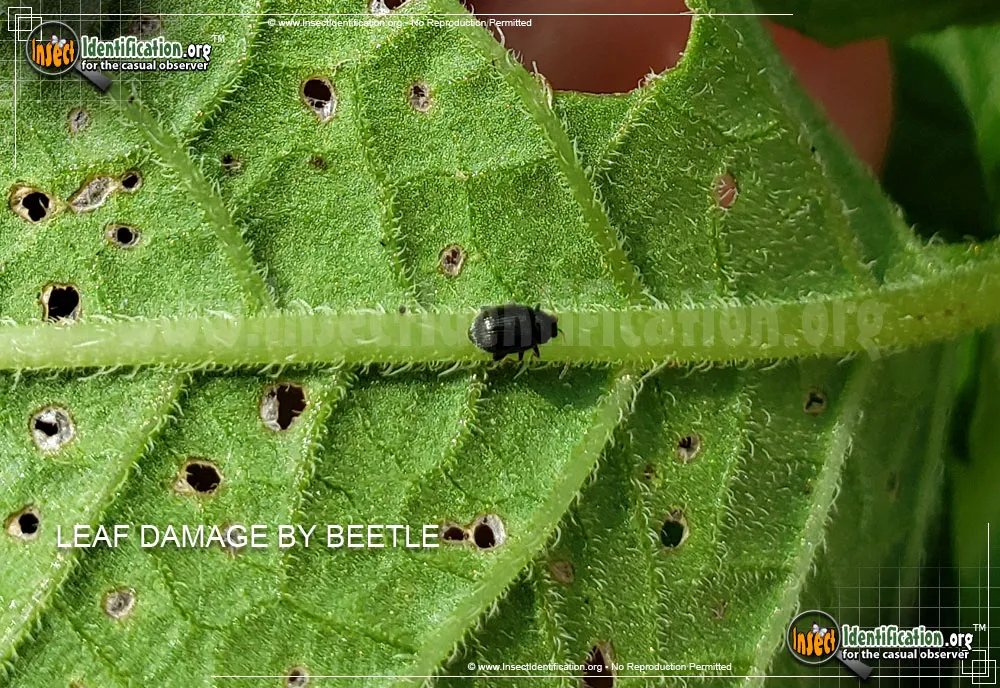 Eggplant Flea Beetle - photo 5