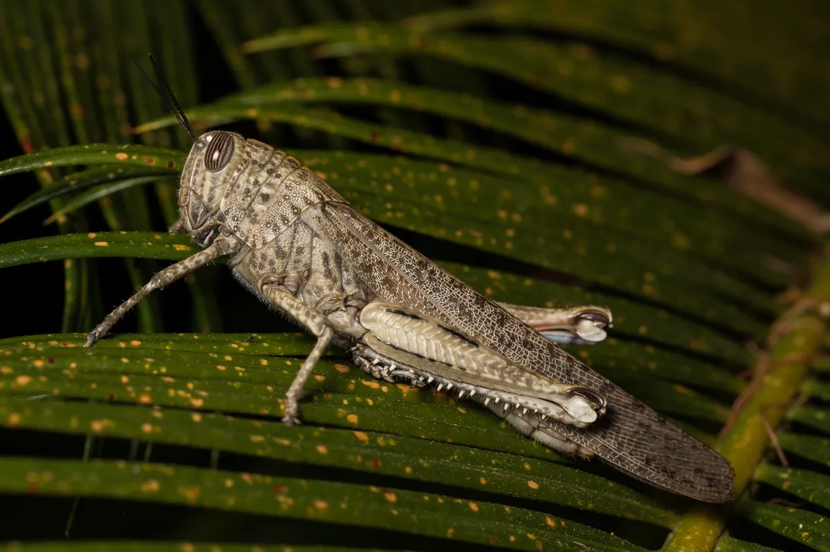 Egyptian Bird Grasshopper - photo 3
