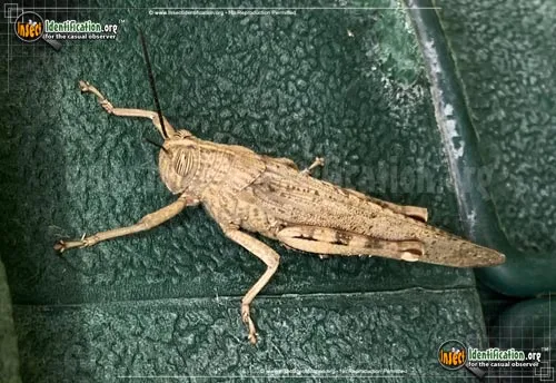 Egyptian Bird Grasshopper - photo 5