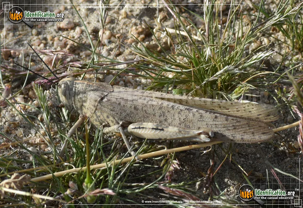 Egyptian Bird Grasshopper - photo 6