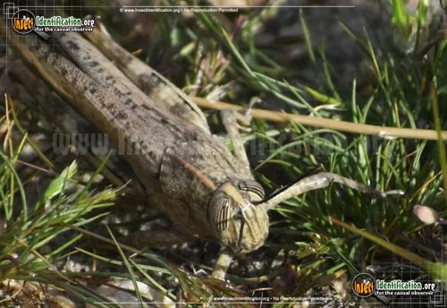 Egyptian Bird Grasshopper - photo 8