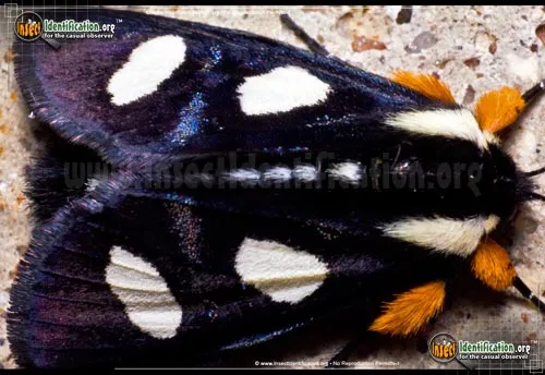 Eight-spotted Forester Moth - photo 2