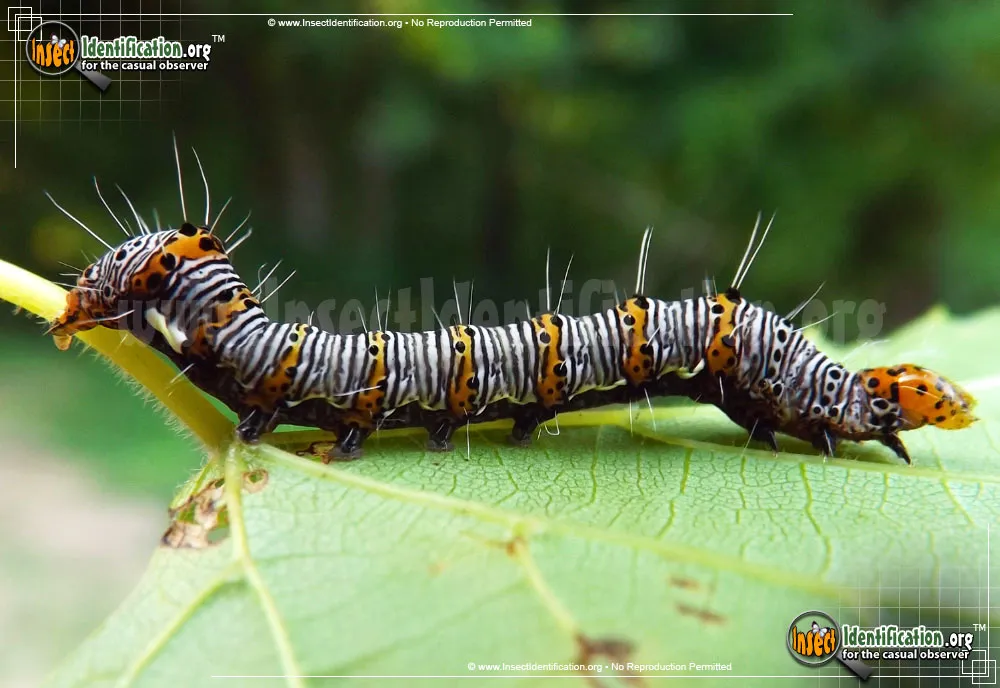 Eight-spotted Forester Moth - photo 3