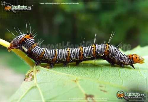 Eight-spotted Forester Moth - photo 4
