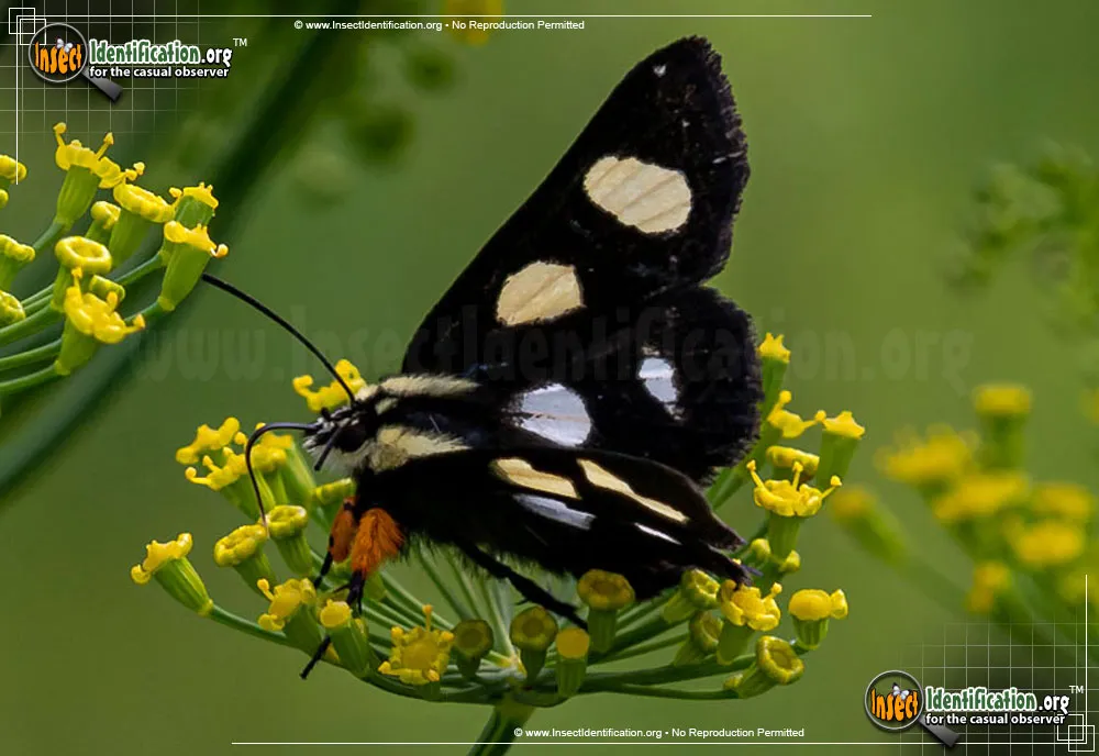 Eight-spotted Forester Moth - photo 5