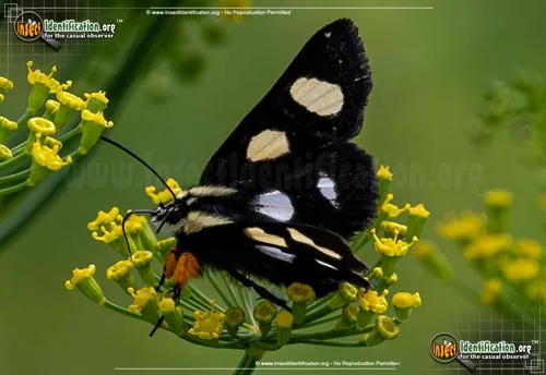 Eight-spotted Forester Moth - photo 6