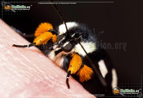 Eight-spotted Forester Moth - photo 8