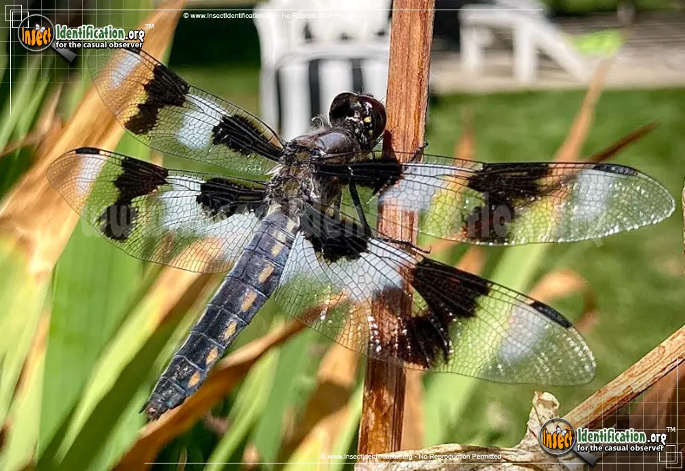 Eight-spotted Skimmer
