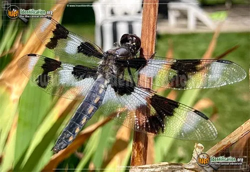 Eight-spotted Skimmer - photo 2