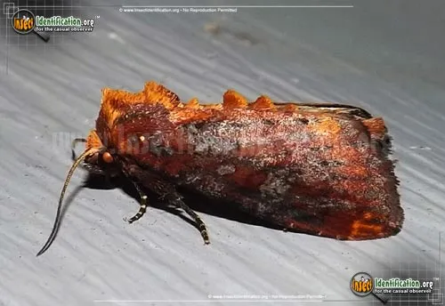 Elder Shoot Borer - photo 2