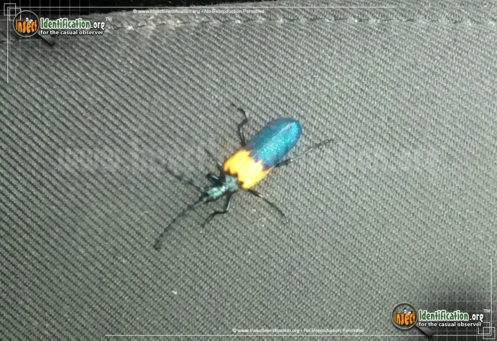 Elderberry Borer Beetle